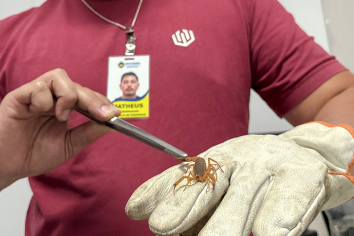 Saúde de Apucarana reforça alerta sobre aparecimento de escorpiões e orienta população a limpar os quintais Saúde de Apucarana reforça alerta sobre aparecimento de escorpiões e orienta população a limpar os quintais