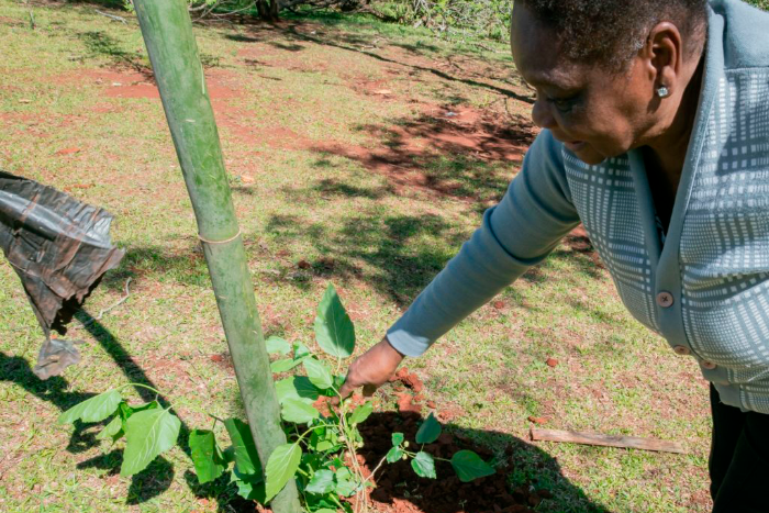 Prefeitura de Apucarana disponibiliza mudas gratuitas de espécies nativas e ornamentais