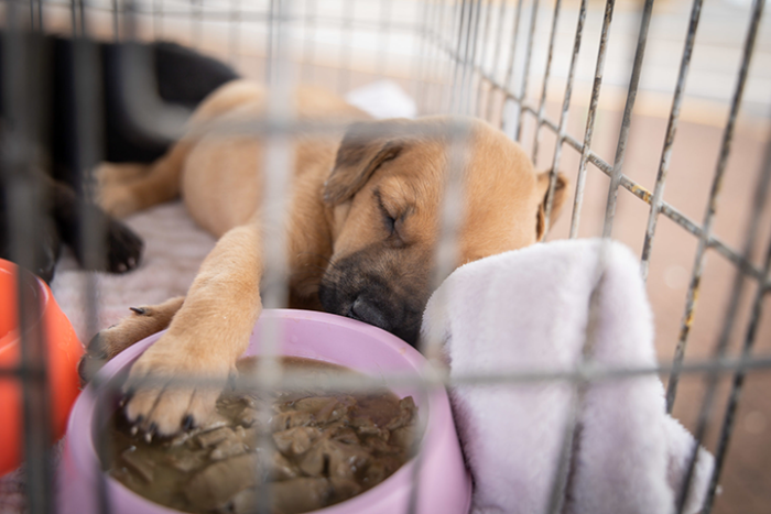 Centro de Saúde Animal realiza feira de adoção de cães na praça